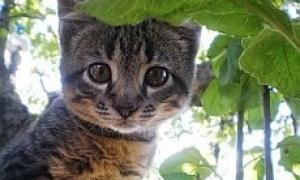 Вчені з’ясували, хто в котів правша, а хто – лівша