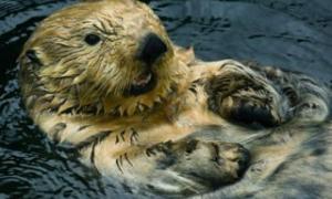 У Японії видра офіційно отримала посаду посла з туризму