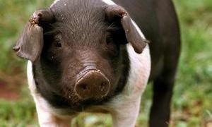 Ввозити до України свиней та свинину із Литви і Данії - заборонено