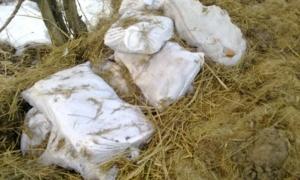 В лісах Рівненщини триває збір м’ясопродуктів