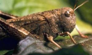 Мешканці Невади рятуються від навали гігантських коників- стрибунців за допомогою хард-року