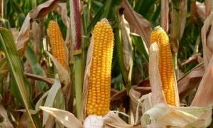 В українській кукурудзі немає діоксину