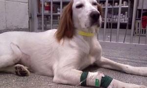 В Японії відкрилися пункти прийому донорської крові собак