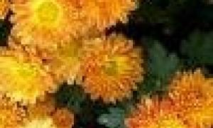 Митники затримали запашну контрабанду