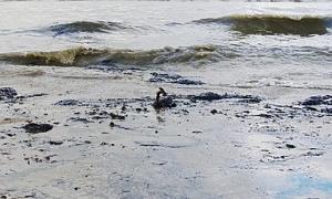 Пляма у морі під Одесою виявилася водоростями
