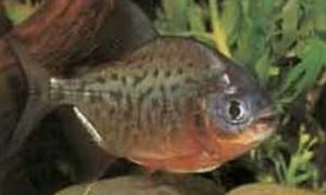 Піраньї покусали десятки відпочивальників у Бразилії