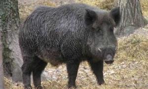 Пострілом у серце був убитий мисливець на кабанів