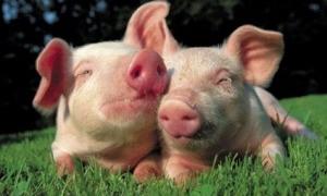 Фермерка Вона балотується у Президенти