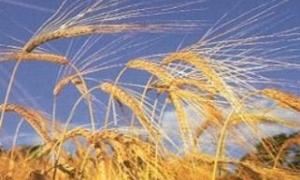 Україна експортувала понад 12 мільйонів тонн зерна нового врожаю