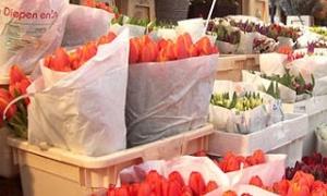 58 тисяч голландських квітів затримали прикордонники
