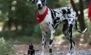 У США помер найвищий у світі собака