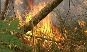 За 7 місяців цього року у лісах Волині сталося 10 пожеж