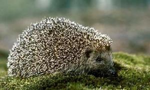 Три поляки платитимуть штраф через те, що грали у футбол їжаком