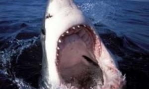 Білі акули діють, як серійні вбивці