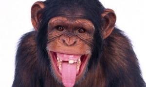 Мавп у російському зоопарку поять кагором для профілактики грипу