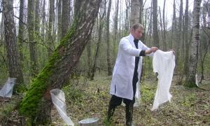 Березовий сік на Волині виготовляють без консервантів за давніми рецептами