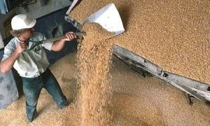 Кризи на ринку зерна не буде, стверджують європейські експерти