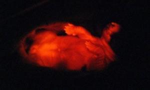 Вчені виростили трансгенних цуценят, які світяться в ультрафіолеті