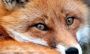 Лисиця-фетишистка вкрала у жителів німецького міста більше 120 черевиків