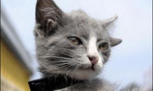 В Росії живе унікальне кошеня із чотирма вушками