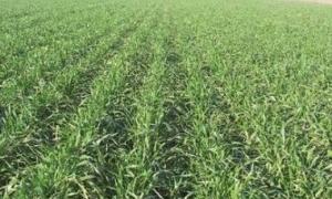 Стан посівів озимих погіршується