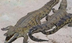 В одеському ставку завелися два крокодили