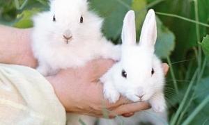 У столиці Швеції кроликів переробляють на біопаливо