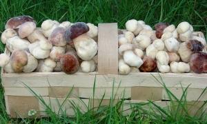 Четверо волинян потрапили в лікарню з отруєнням грибами