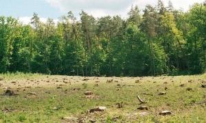 На розпайованих землях можна садити приватні ліси