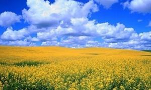 Архетипи свідомості сучасного українця
