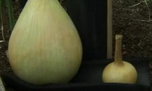 Британський фермер щорік вирощує гігантські овочі