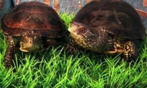 У Київському зоопарку буде свято - День Черепахи