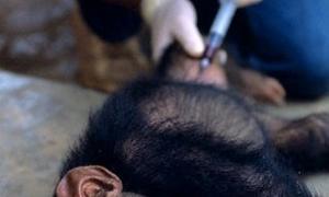 Новий штам вірусу ВІЛ прийшов від горил