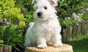 21% людей хочуть провести День Валентина із тваринами