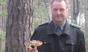 Старовижівський лісгосп успішно вирощує нові ліси