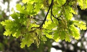Хлібне дерево на Волині не зникне