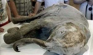 Якутські вчені знайшли друга для мамонта Люби