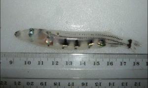 У Тихому океані знайшли унікальну рибу-телескоп