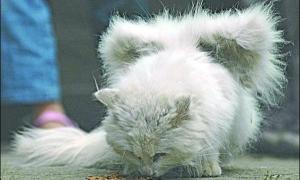 У кішки виросли крила