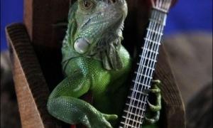 Житель Бангкоку навчив ящірку грати на гітарі