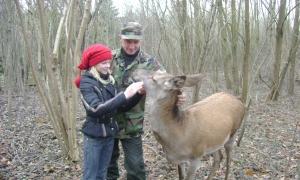 Лісник приручив диких кабанів та оленицю