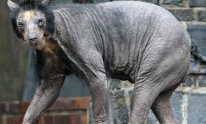 Ведмедиці зоопарку у Лейпцигу лисіють від невідомої хвороби