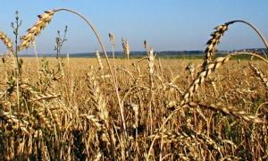 Держмитниця заборонила вивіз зерна компаніям Петра Порошенка