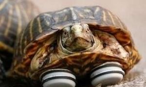 Черепасі встановили протези з підставок для меблів