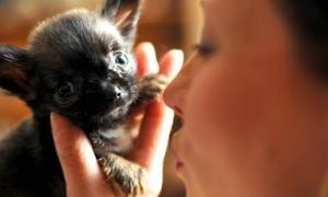 Найменша в світі собака заввишки лише 10-сантиметрів