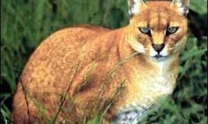 Рідкісну золоту кішку вполювали у джунглях Африки