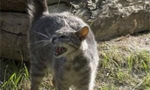 На Волині хвора на сказ кицька покусала 4 людей