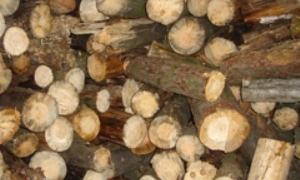 На Волині зрубано дерев на 1,247 млн грн за дозволом сільського голови