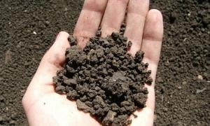 Не всім вдасться безкоштовно приватизувати землю