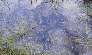 На Волині стався витік стічних вод “Ковельводоканалу”